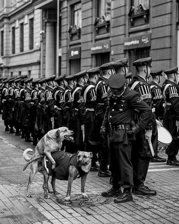 Two dogs in playful stance amid uniformed officers, highlighting dog-themed street photography.