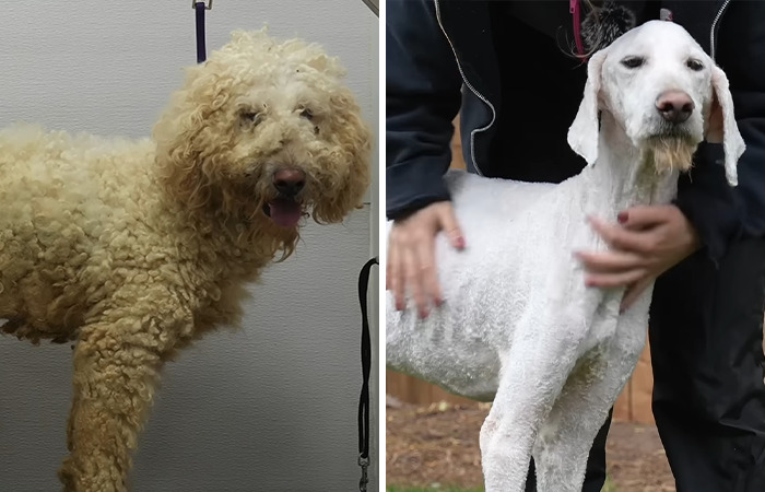 Dog before and after grooming, showcasing the impact made by a dedicated pet groomer working for free. Dog before and after grooming, showcasing the impact made by a dedicated pet groomer working for free.