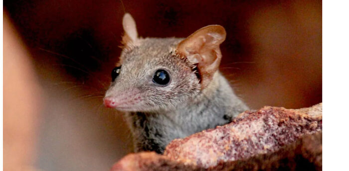 Not A Dog Just Wanted To Put It