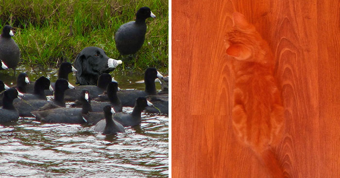 When You See It: 40 Amusing Examples Of Accidental Camouflage (New Pics)