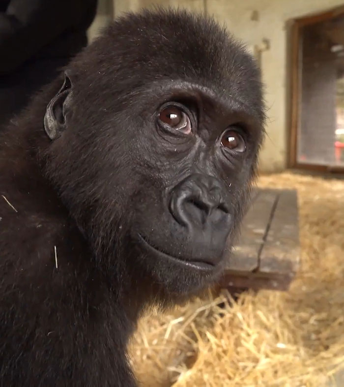Baby gorilla after rescue at Istanbul Airport, looking curious in a straw-filled enclosure. Baby gorilla after rescue at Istanbul Airport, looking curious in a straw-filled enclosure.