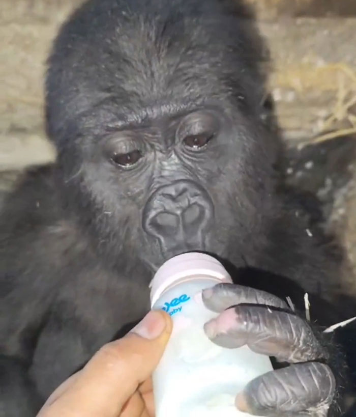 Baby gorilla drinking from a bottle after being rescued at Istanbul Airport in Turkey. Baby gorilla drinking from a bottle after being rescued at Istanbul Airport in Turkey.