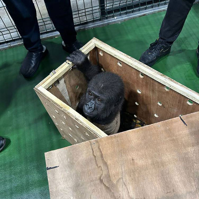 Baby gorilla being rescued at Istanbul airport, sitting inside a wooden crate surrounded by rescuers. Baby gorilla being rescued at Istanbul airport, sitting inside a wooden crate surrounded by rescuers.