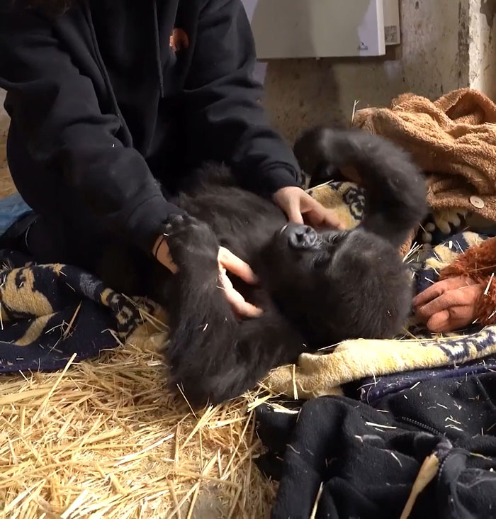 Rescued baby gorilla being cared for at Istanbul Airport, lying on blankets and straw. Rescued baby gorilla being cared for at Istanbul Airport, lying on blankets and straw.