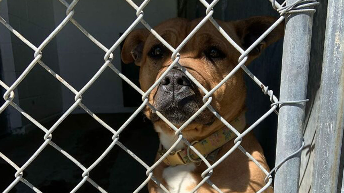 20 Dogs Before And After Being Rescued From Various Hardships