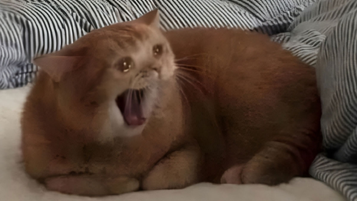 40 Memes That Hit Harder Than Small Talk At A Party You Didn’t Want To Attend