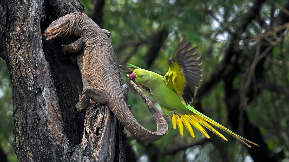 The Top 30 Photos From The SINWP Bird Photographer Of The Year 2024