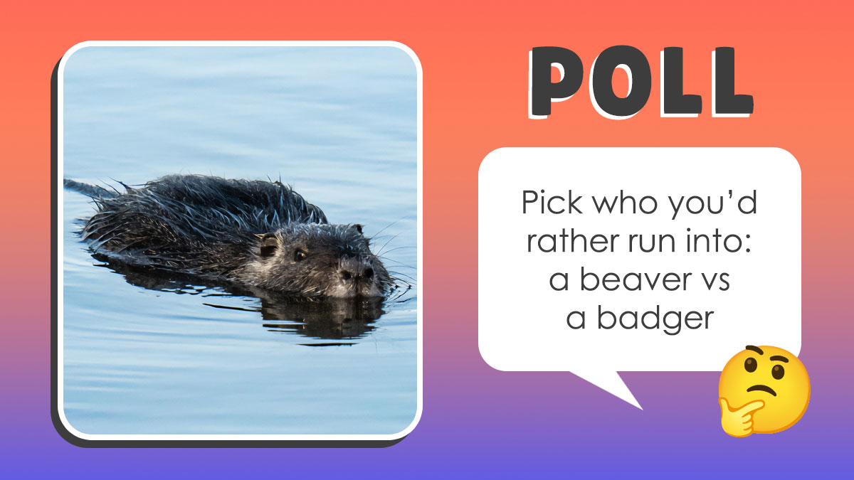 Pick Your Poison: Vote On The Wild Animal You’d Rather Come Across In A Forest