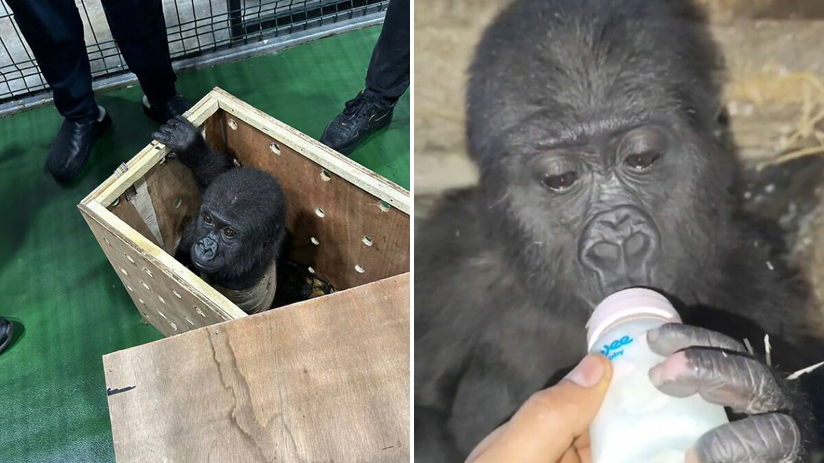 Critically Endangered Baby Gorilla Rescued By Authorities At Airport After Smuggling Attempt