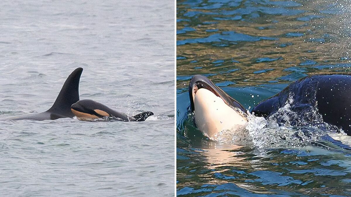 Another “Devastating” Loss For Orca Mom Who Carried Lifeless Calf For 17 Days And 1,000 Miles