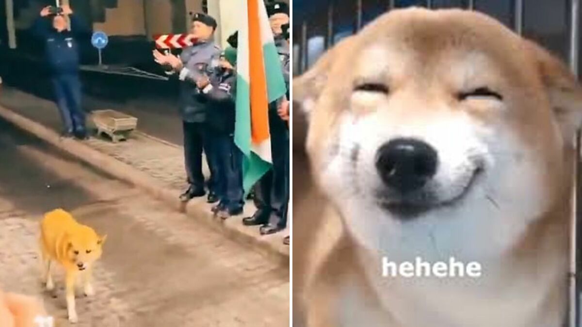 Guards Break Into Applause As Adorable Stray Dog Becomes First To Cross Romania-Hungary Border