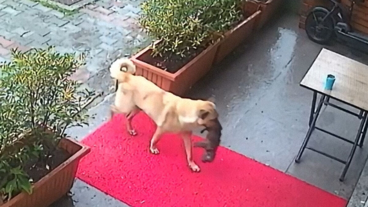 Stray Dog Carries Her Sick Puppy To The Vet On Her Own, Trusting Humans For Help