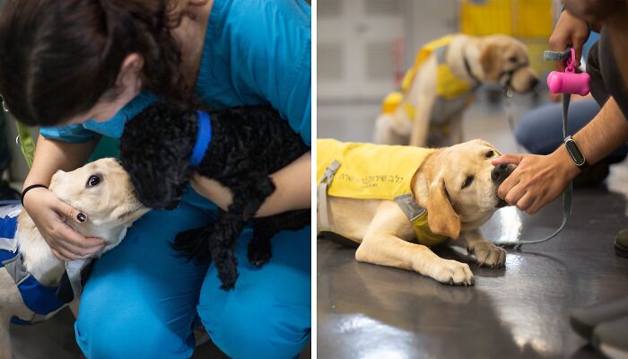 I Took Photos Of Amazing Service Dogs In Training, And They Bring Absolute Joy To Hospital Patients (9 Pics)