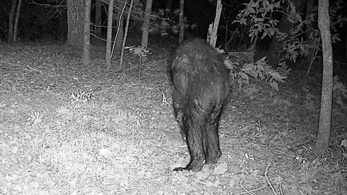 30 Creepy Trail Cam Pics That People Just Had To Share With The World