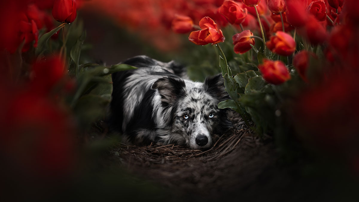 I’m A Dog Photographer And These Are 22 Stunning Dogs I Captured In 2024