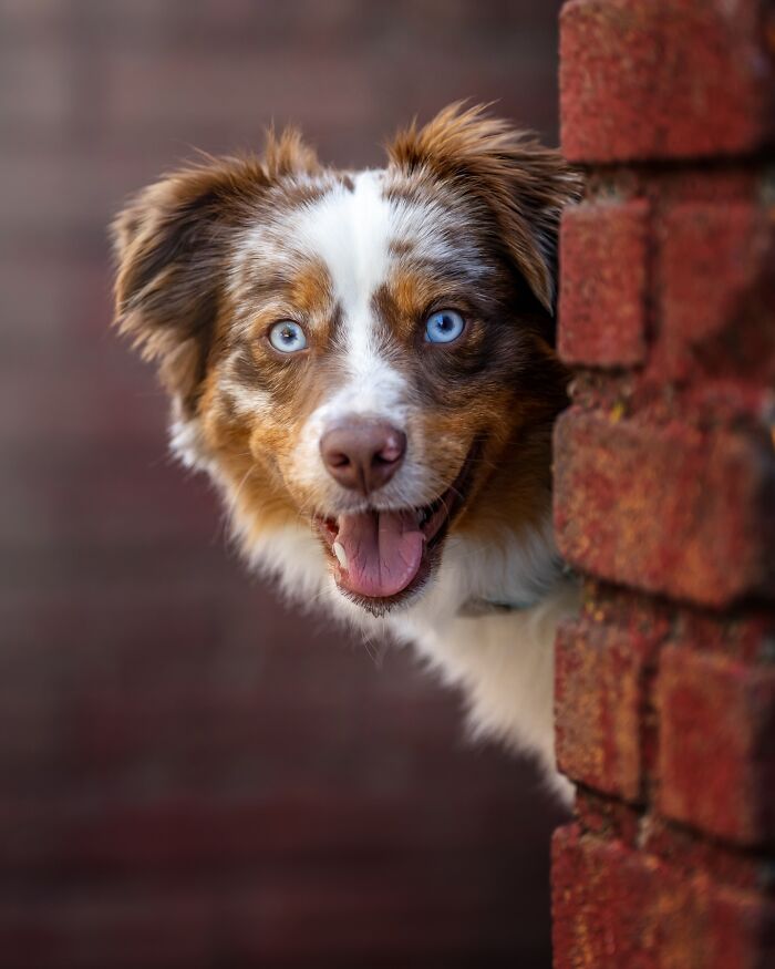 NYC dog with blue eyes peeks from behind a brick wall, capturing attention with its playful expression. NYC dog with blue eyes peeks from behind a brick wall, capturing attention with its playful expression.