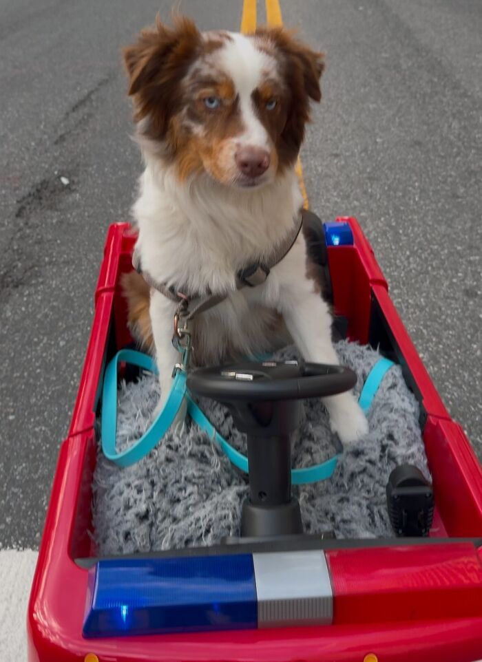 NYC dog sitting in a red toy car on the street, wearing a harness, capturing the attention of passersby. NYC dog sitting in a red toy car on the street, wearing a harness, capturing the attention of passersby.