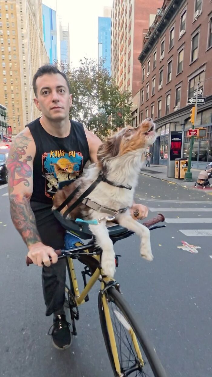 NYC dog howls on a bike ride, captivating onlookers amid skyscrapers. NYC dog howls on a bike ride, captivating onlookers amid skyscrapers.