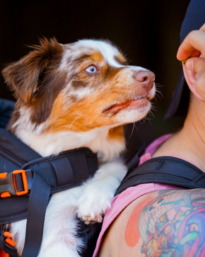 NYC dog peeks from backpack, eager expression, next to tattooed person. NYC dog peeks from backpack, eager expression, next to tattooed person.
