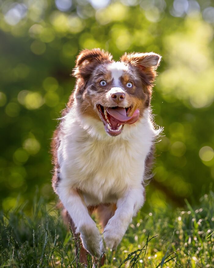 Energetic NYC dog running in a grassy park, capturing joyful moments in nature. Energetic NYC dog running in a grassy park, capturing joyful moments in nature.