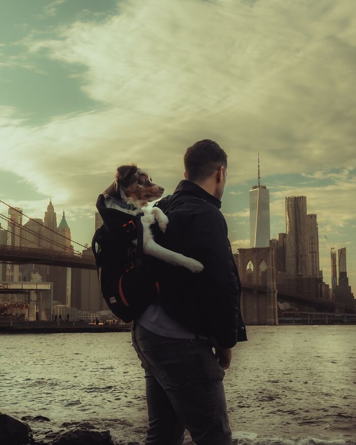 Man with a dog in a backpack by the NYC skyline, showcasing a scene related to ambulances. Man with a dog in a backpack by the NYC skyline, showcasing a scene related to ambulances.