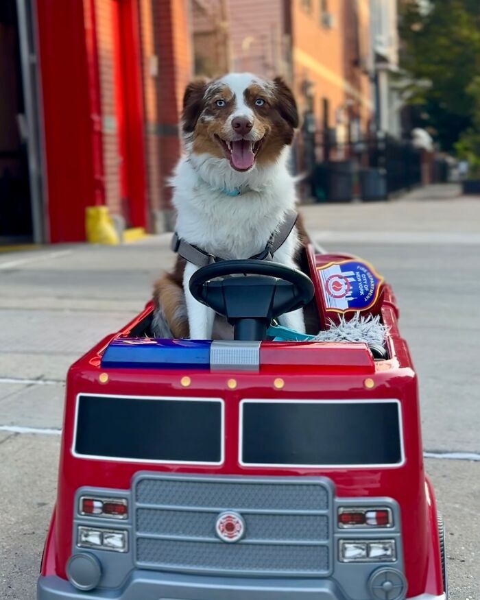 NYC dog in a toy fire truck on a street, looking happy and ready to howl along with ambulance sirens. NYC dog in a toy fire truck on a street, looking happy and ready to howl along with ambulance sirens.