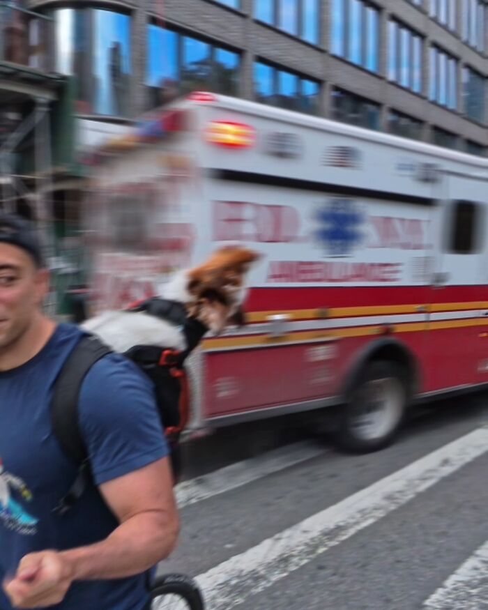 A dog in NYC howling at an ambulance as a person rides past on a bicycle. A dog in NYC howling at an ambulance as a person rides past on a bicycle.