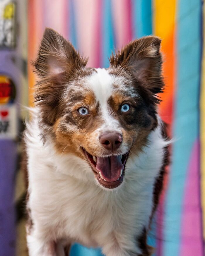 A NYC dog with bright blue eyes, looking excited in front of a colorful background. A NYC dog with bright blue eyes, looking excited in front of a colorful background.