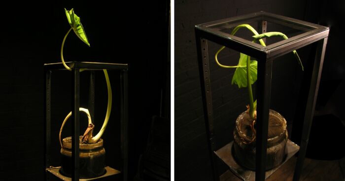 Alteration Of Plants: I Create Living-Breathing Plant Sculptures Contained Within Steel Structures