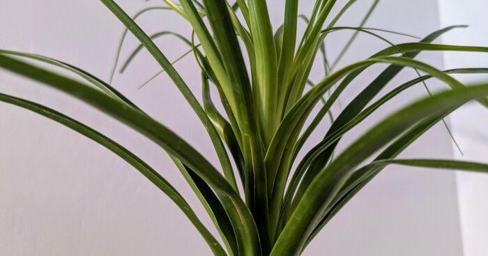 Hey Pandas, Upload A Picture Of Your Favorite Plant (Closed)