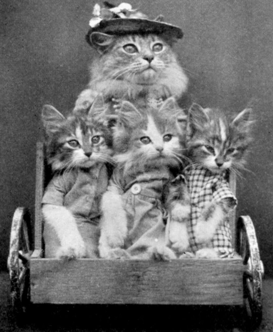 "I Give Historical Cat Tours Of NYC" - Local Historian Teams Up With Bodega Cat Expert To Create The Most Purrfect Walking Tour Ever