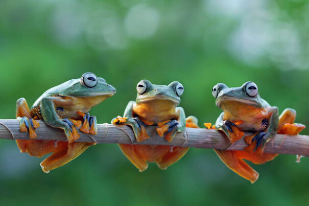 frogs-67759f30bea49-png.jpg