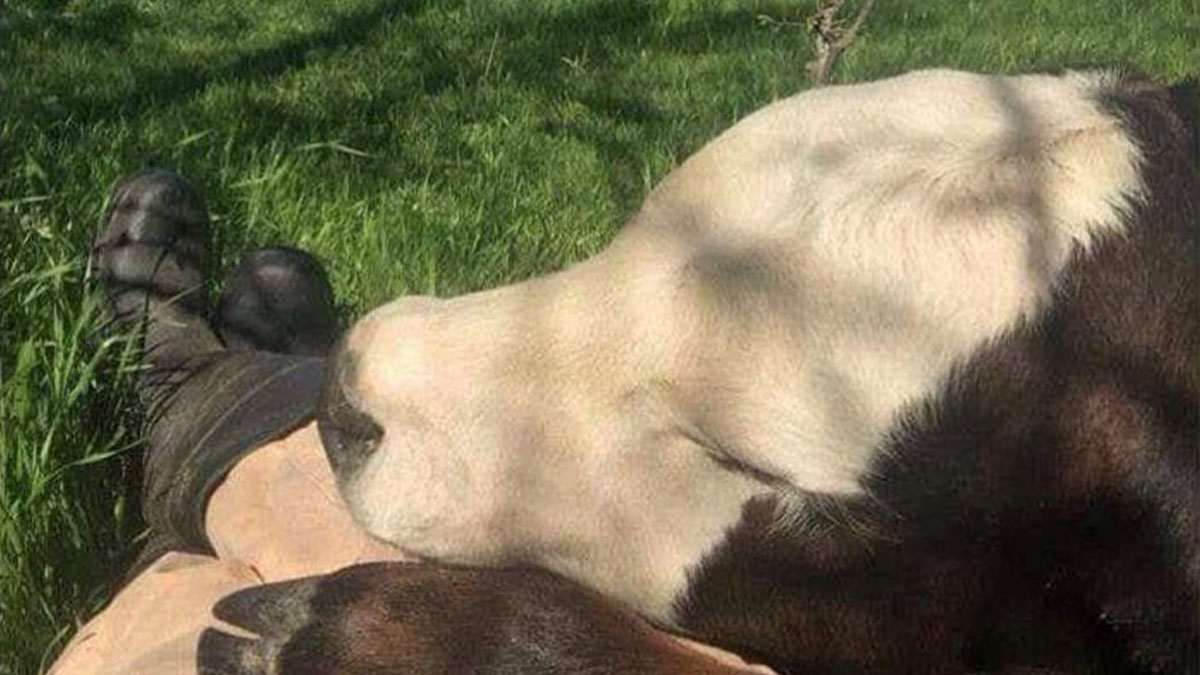 50 Funny Memes That Show Why Country Living Isn’t As Peaceful As You Think