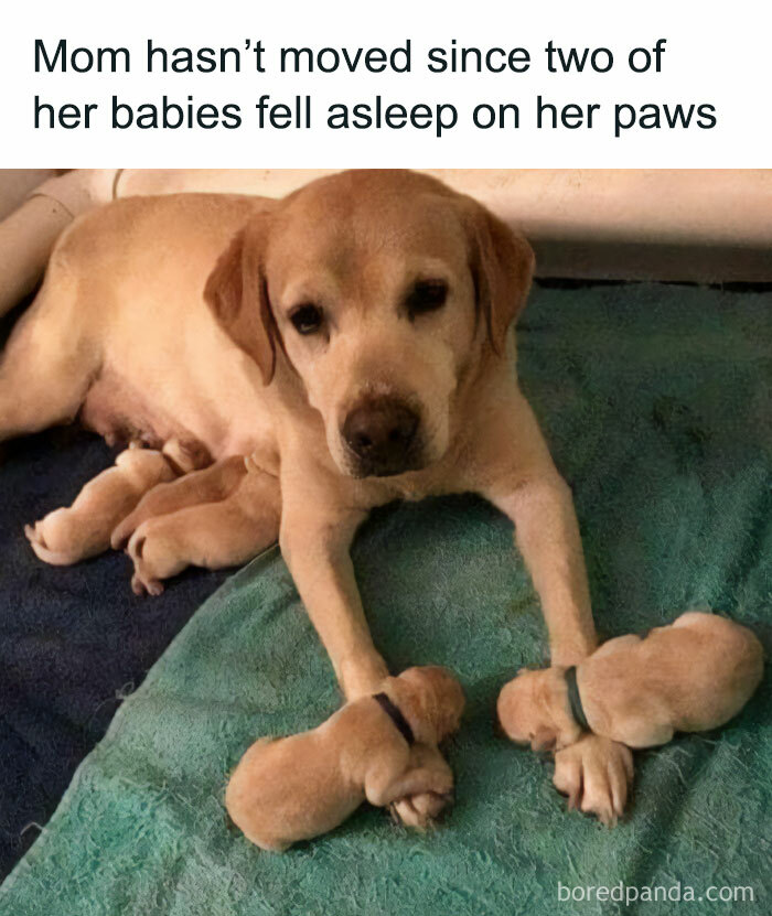 50 Adorable Memes That Prove Dogs Are From A Whole Other Planet Bored 50 Adorable Memes That Prove Dogs Are From A Whole Other Planet Bored