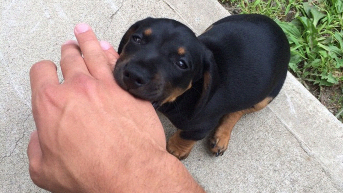 50 Adorable Memes That Prove Dogs Are From A Whole Other Planet