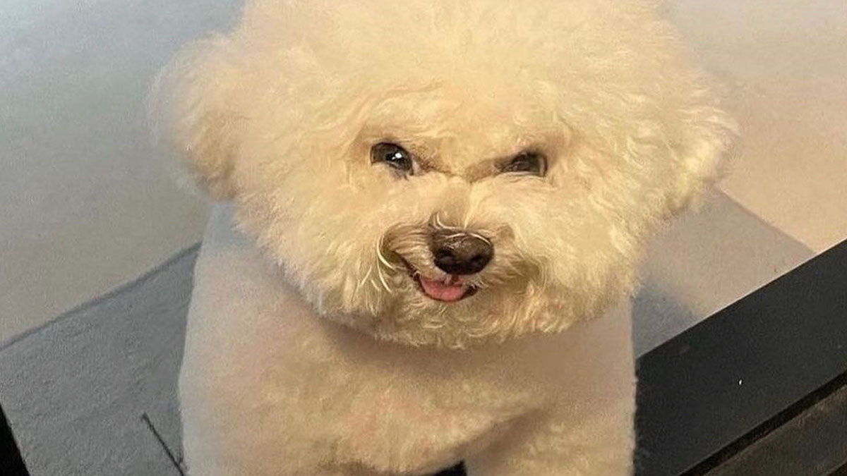 50 Funny Dog Memes For Anyone Who Has A Dog