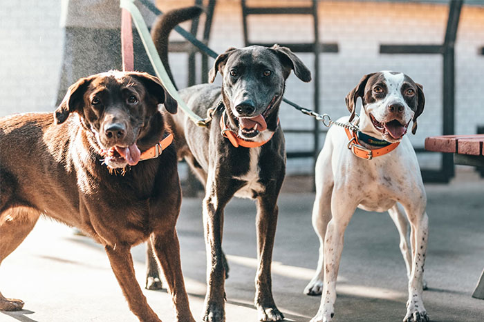 Three dogs on leashes enjoying a sunny day on the patio. Three dogs on leashes enjoying a sunny day on the patio.