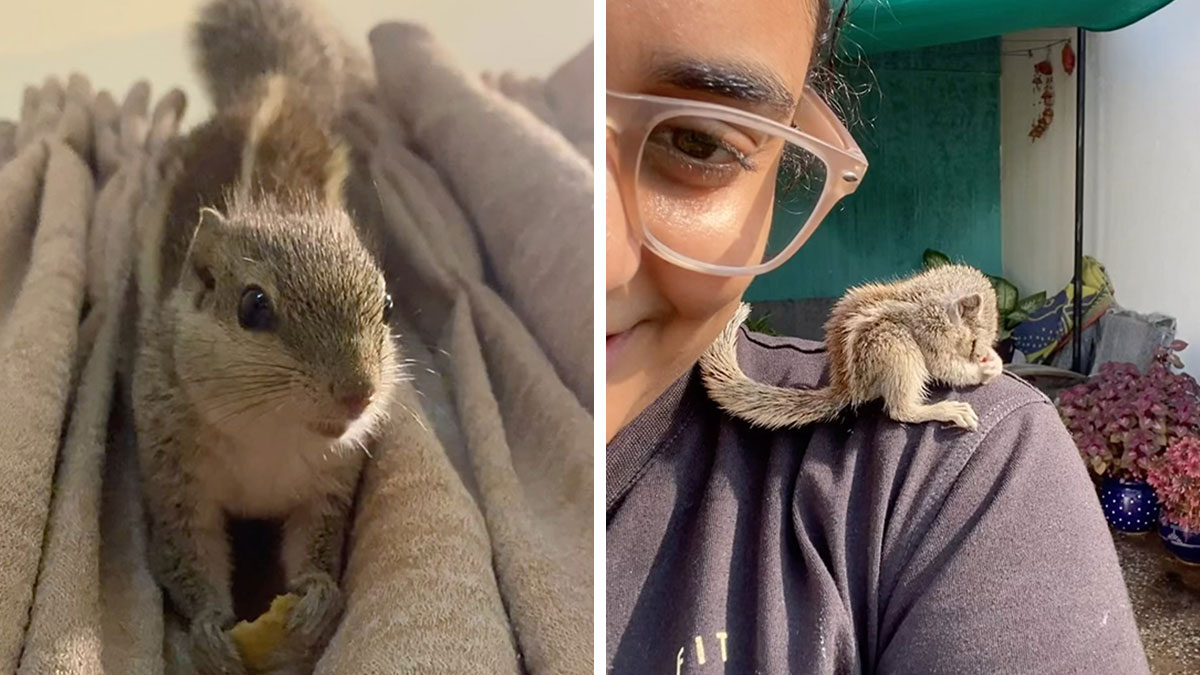 Heartwarming Story Of A Tiny Squirrel And The Family Who Took Her In