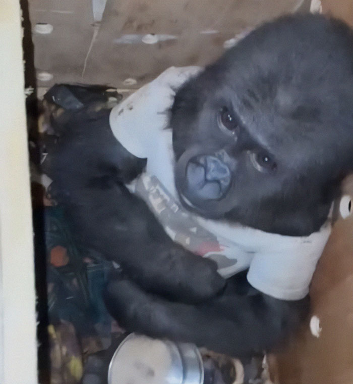 Baby gorilla in a white shirt rescued at Istanbul Airport, Turkey, looking up from inside a crate. Baby gorilla in a white shirt rescued at Istanbul Airport, Turkey, looking up from inside a crate.