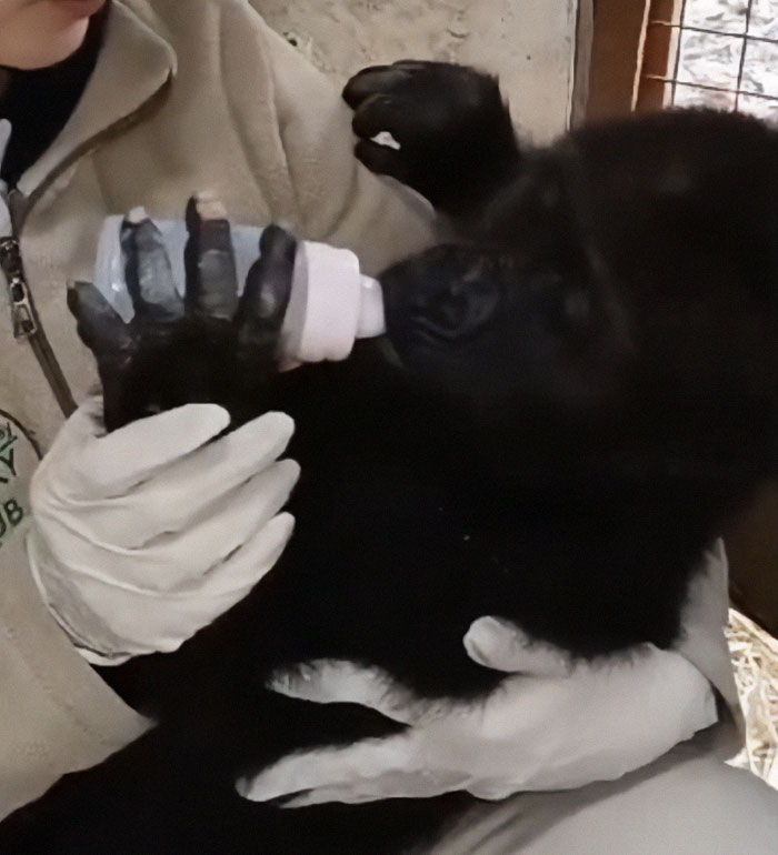 Baby gorilla being bottle-fed by a caretaker in Istanbul Airport after rescue. Baby gorilla being bottle-fed by a caretaker in Istanbul Airport after rescue.