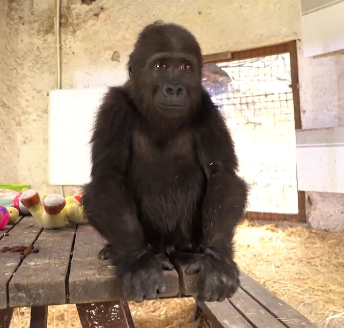 Baby gorilla in Istanbul airport, seated on a wooden table surrounded by hay and colorful toys. Baby gorilla in Istanbul airport, seated on a wooden table surrounded by hay and colorful toys.