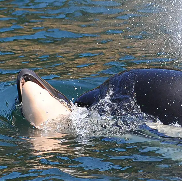 Another “Devastating” Loss For Orca Mom Who Carried Lifeless Calf For 17 Days And 1,000 Miles Another “Devastating” Loss For Orca Mom Who Carried Lifeless Calf For 17 Days And 1,000 Miles