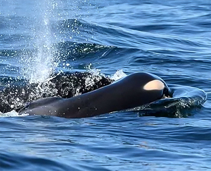 Another “Devastating” Loss For Orca Mom Who Carried Lifeless Calf For 17 Days And 1,000 Miles Another “Devastating” Loss For Orca Mom Who Carried Lifeless Calf For 17 Days And 1,000 Miles
