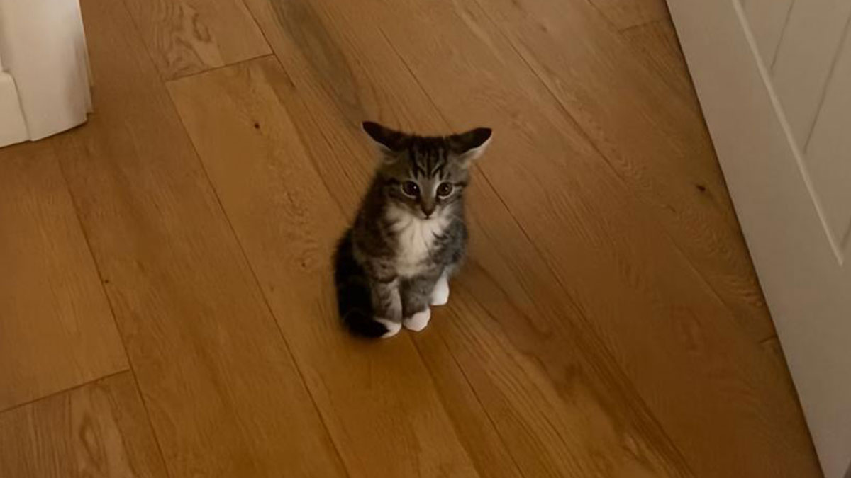 50 People Who Got Annoyed At Their Pets, But Then Remembered Who They Were Talking To