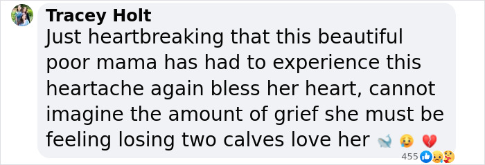 Another “Devastating” Loss For Orca Mom Who Carried Lifeless Calf For 17 Days And 1,000 Miles Another “Devastating” Loss For Orca Mom Who Carried Lifeless Calf For 17 Days And 1,000 Miles