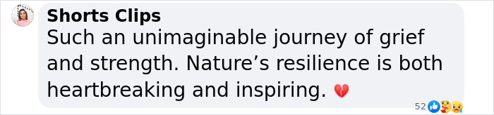 Another “Devastating” Loss For Orca Mom Who Carried Lifeless Calf For 17 Days And 1,000 Miles Another “Devastating” Loss For Orca Mom Who Carried Lifeless Calf For 17 Days And 1,000 Miles