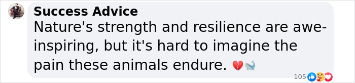 Another “Devastating” Loss For Orca Mom Who Carried Lifeless Calf For 17 Days And 1,000 Miles Another “Devastating” Loss For Orca Mom Who Carried Lifeless Calf For 17 Days And 1,000 Miles