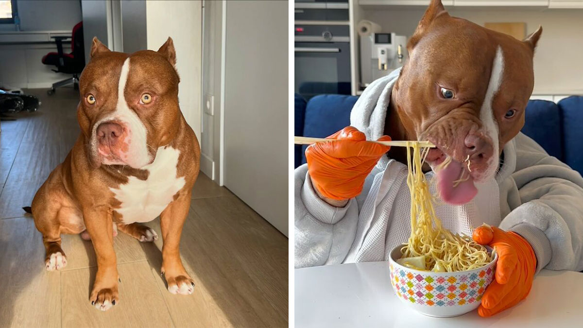 This Dog Eats Better Than You Do: Biggie The American Bully’s Dining Etiquette Goes Viral