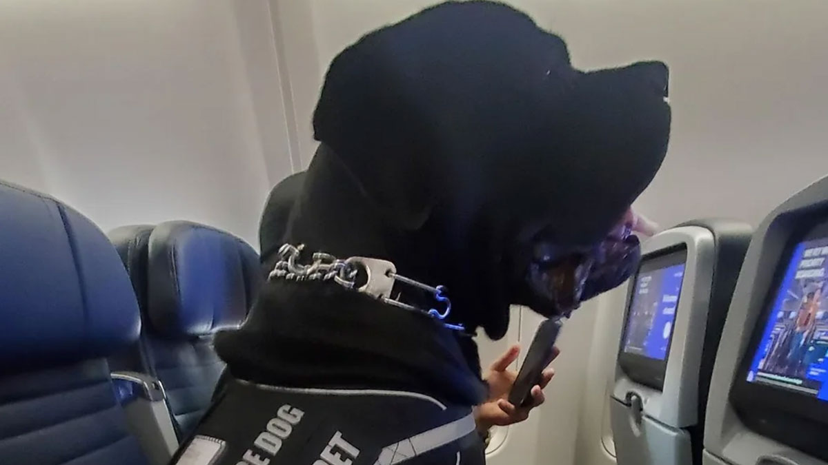 Passenger’s Seat Stolen By A Giant Service Dog, Flight Attendants Shrug When Asked To Move It