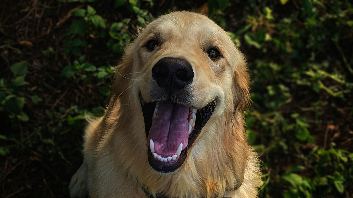 MIL Tries To Get Rid Of BF’s Dog By “Rehoming” It, Gets Kicked To The Curb When Truth Comes Out